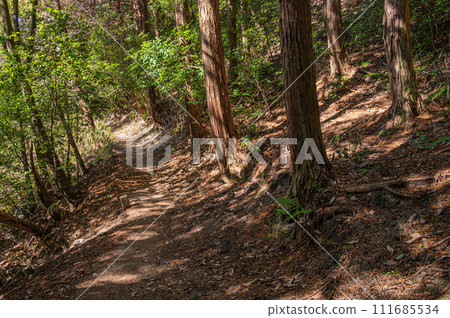 Winter cypress forest with sunlight filtering through the trees Katano City, Osaka Prefecture Winter cypress forest with sunlight filtering through the trees Katano City, Osaka Prefecture 111685534