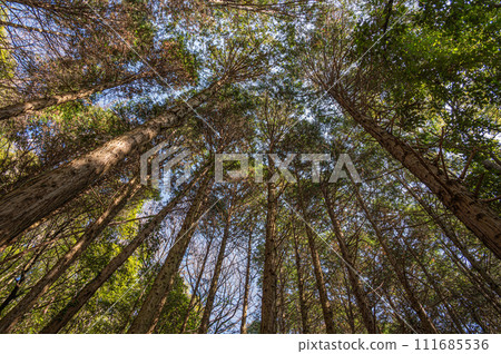 Winter cypress forest with sunlight filtering through the trees Katano City, Osaka Prefecture 111685536