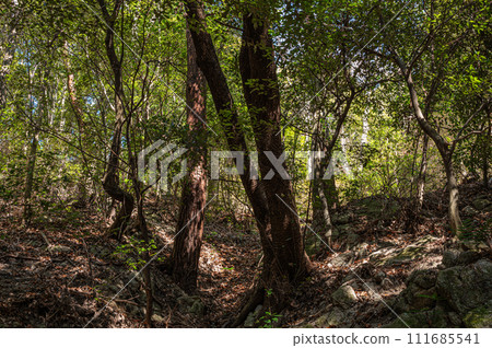 大阪府交野市，陽光透過樹木的冬季林地 111685541