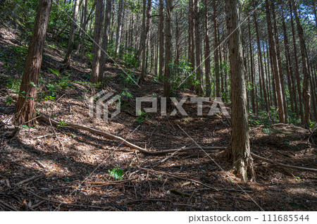 Winter cypress forest with sunlight filtering through the trees Katano City, Osaka Prefecture 111685544