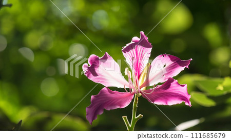 Bauhinia blakeana flower with blur foliage bokeh at sunrise Bauhinia blakeana flower with blur foliage bokeh at sunrise 111685679
