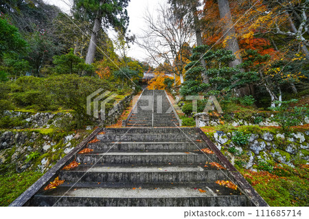 Stone steps to the main hall of Mantokuji Temple (Fukui Prefecture) in autumn 111685714