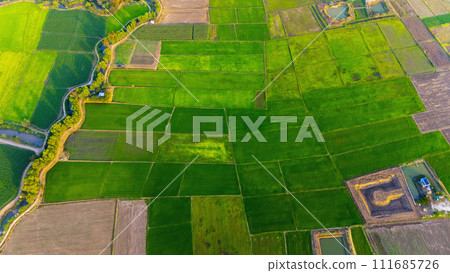 Top view of a farm rice in Thailand Top view of a farm rice in Thailand 111685726