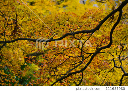 日本的秋天 111685980
