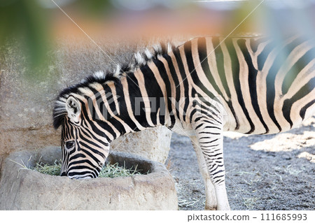 Zebra eating 111685993