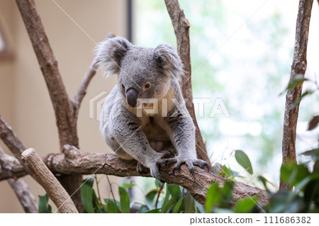 Fluffy koala 111686382