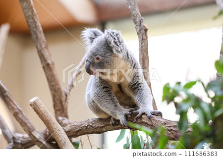 Fluffy koala Fluffy koala 111686383