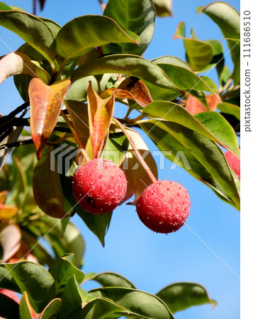 Fruit of Yamabote 111686510