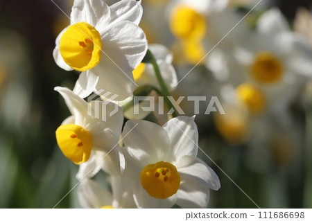 White and yellow daffodil flowers blooming in the winter garden White and yellow daffodil flowers blooming in the winter garden 111686698