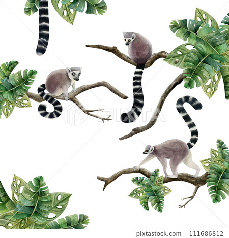 Lemurs monkeys sitting on branches with tropical leaves scene watercolor illustration isolated on white background. Rainforest Madagascar jungle animals with long tails Lemurs monkeys sitting on branches with tropical leaves scene watercolor illustration isolated on white background. Rainforest Madagascar jungle animals with long tails 111686812
