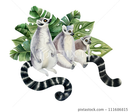 Lemurs family with long black and white tails in tropical palm leaves watercolor illustration isolated on white background. Funny Madagascar monkeys from jungle forest Lemurs family with long black and white tails in tropical palm leaves watercolor illustration isolated on white background. Funny Madagascar monkeys from jungle forest 111686815