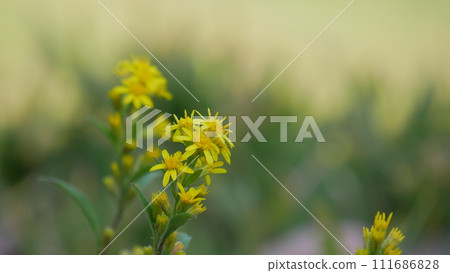 黃色的花朵盛開在外地 黃色的花朵盛開在外地 111686828