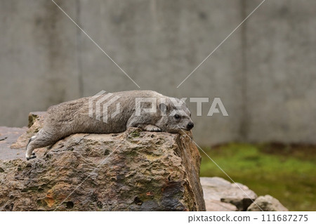 非洲蹄兔躺在岩石上 111687275