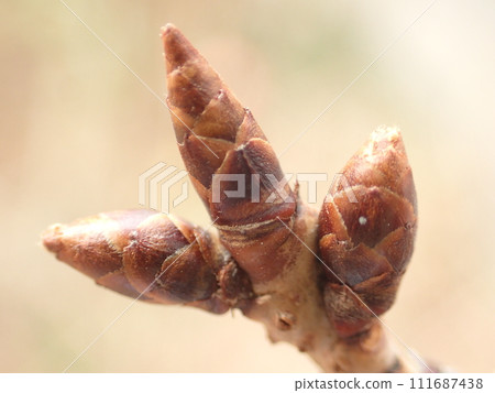 櫻桃芽 櫻桃芽 111687438