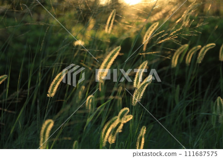 Scenery of foxtail grass hanging in the setting sun 111687575