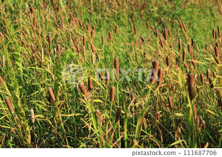 郊區香蒲繁殖的景觀 111687706