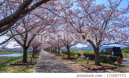 Hyogo Prefecture, Ono City, cherry blossoms in full bloom, Ono Sakura Tsuzumi Corridor Hyogo Prefecture, Ono City, cherry blossoms in full bloom, Ono Sakura Tsuzumi Corridor 111687771