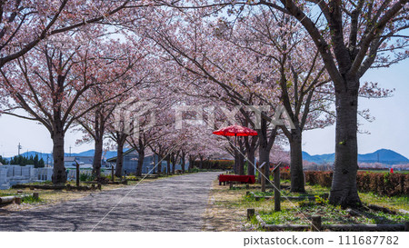 Hyogo Prefecture, Ono City, cherry blossoms in full bloom, Ono Sakura Tsuzumi Corridor Hyogo Prefecture, Ono City, cherry blossoms in full bloom, Ono Sakura Tsuzumi Corridor 111687782