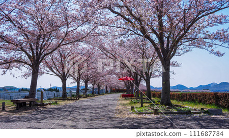 Hyogo Prefecture, Ono City, cherry blossoms in full bloom, Ono Sakura Tsuzumi Corridor 111687784