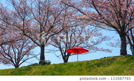 Hyogo Prefecture, Ono City, cherry blossoms in full bloom, Ono Sakura Tsuzumi Corridor 111687785
