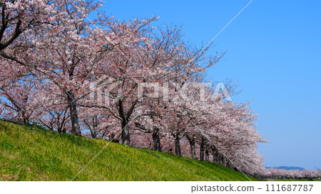 Hyogo Prefecture, Ono City, cherry blossoms in full bloom, Ono Sakura Tsuzumi Corridor Hyogo Prefecture, Ono City, cherry blossoms in full bloom, Ono Sakura Tsuzumi Corridor 111687787