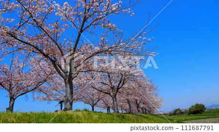 Hyogo Prefecture, Ono City, cherry blossoms in full bloom, Ono Sakura Tsuzumi Corridor Hyogo Prefecture, Ono City, cherry blossoms in full bloom, Ono Sakura Tsuzumi Corridor 111687791