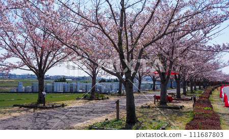 Hyogo Prefecture, Ono City, cherry blossoms in full bloom, Ono Sakura Tsuzumi Corridor Hyogo Prefecture, Ono City, cherry blossoms in full bloom, Ono Sakura Tsuzumi Corridor 111687803