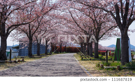 Hyogo Prefecture, Ono City, cherry blossoms in full bloom, Ono Sakura Tsuzumi Corridor Hyogo Prefecture, Ono City, cherry blossoms in full bloom, Ono Sakura Tsuzumi Corridor 111687819