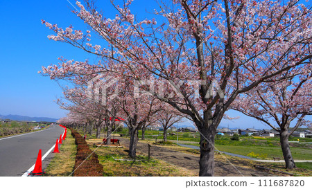 Hyogo Prefecture, Ono City, cherry blossoms in full bloom, Ono Sakura Tsuzumi Corridor Hyogo Prefecture, Ono City, cherry blossoms in full bloom, Ono Sakura Tsuzumi Corridor 111687820
