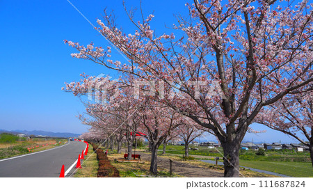 Hyogo Prefecture, Ono City, cherry blossoms in full bloom, Ono Sakura Tsuzumi Corridor Hyogo Prefecture, Ono City, cherry blossoms in full bloom, Ono Sakura Tsuzumi Corridor 111687824