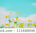 Cosmos Lemon Bright2024.2.18 111688046