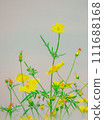 Cosmos Lemon Bright2024.2.18-2 111688168
