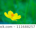 Cosmos Lemon Bright2024.2.18-3 111688257