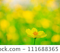 Cosmos Lemon Bright2024.2.18-5 111688365