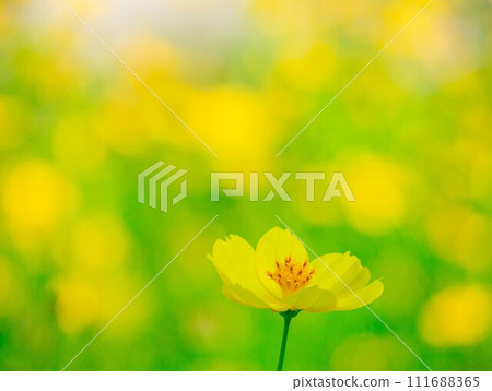 Cosmos Lemon Bright2024.2.18-5 Cosmos Lemon Bright2024.2.18-5 111688365