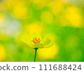 Cosmos Lemon Bright2024.2.18-6 111688424