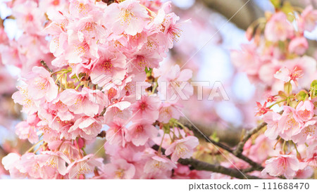 三浦半島三浦海岸的河津櫻花 三浦半島三浦海岸的河津櫻花 111688470