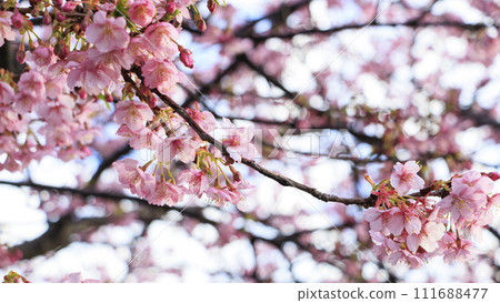 Kawazu cherry blossoms on the Miura coast of the Miura Peninsula Kawazu cherry blossoms on the Miura coast of the Miura Peninsula 111688477