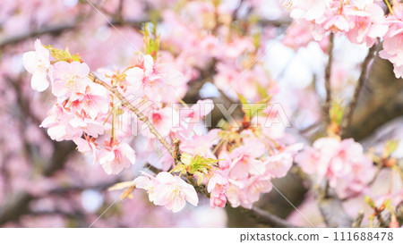 Kawazu cherry blossoms on the Miura coast of the Miura Peninsula Kawazu cherry blossoms on the Miura coast of the Miura Peninsula 111688478