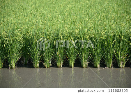 Paddy rice cultivation Paddy rice cultivation 111688505