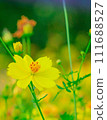 Cosmos Lemon Bright2024.2.18-7 111688527