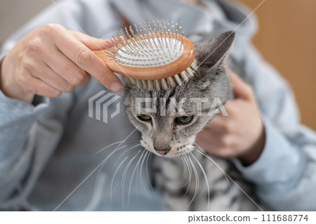 A mackerel cat brushing a cat A mackerel cat brushing a cat 111688774