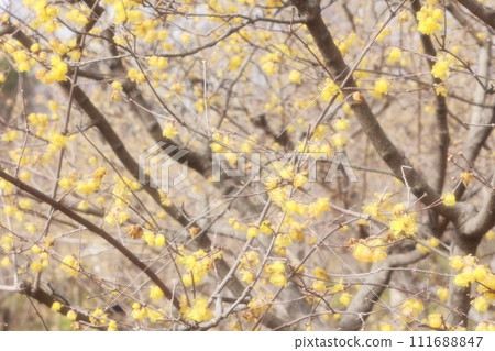 臘梅花開,春天將至 臘梅花開,春天將至 111688847