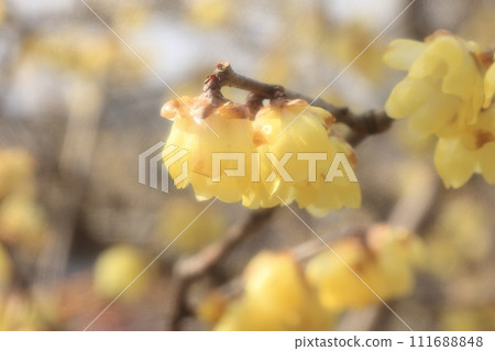 黃色五香粉花 111688848