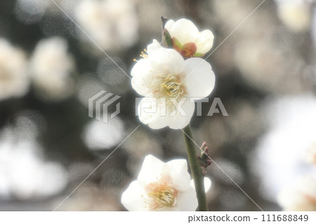白梅花 白梅花 111688849
