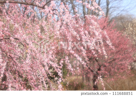 Scenery of weeping plums in full bloom 111688851