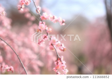 梅花和花蕾,梅花,粉紅色的花瓣,早春的梅花美麗 梅花和花蕾,梅花,粉紅色的花瓣,早春的梅花美麗 111688852