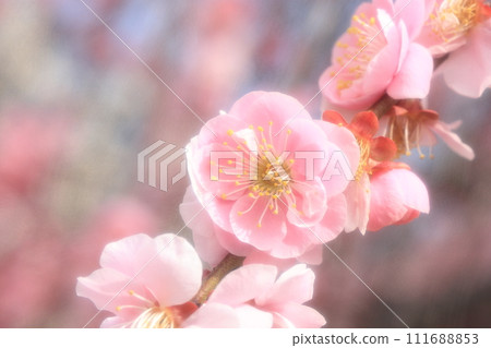 美麗的粉紅色梅花 美麗的粉紅色梅花 111688853