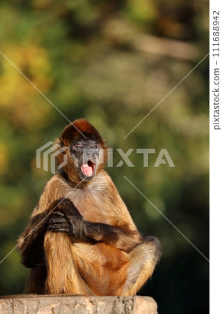 傑弗裡蜘蛛猴張著嘴坐著 111688942