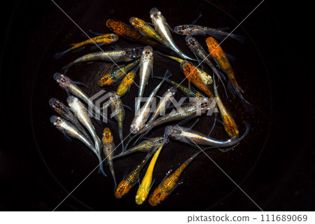 Lame mixed medaka (improved medaka) Lame mixed medaka (improved medaka) 111689069